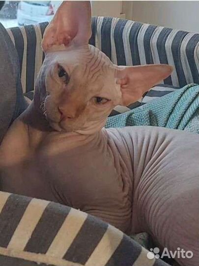 Кот вязка