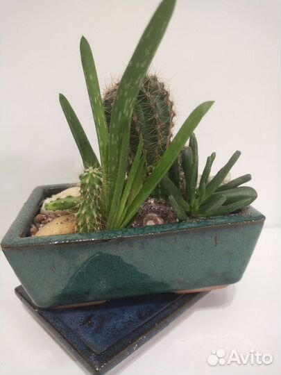 Композиция из суккулентов