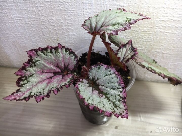 Бегония королевская коллекционная