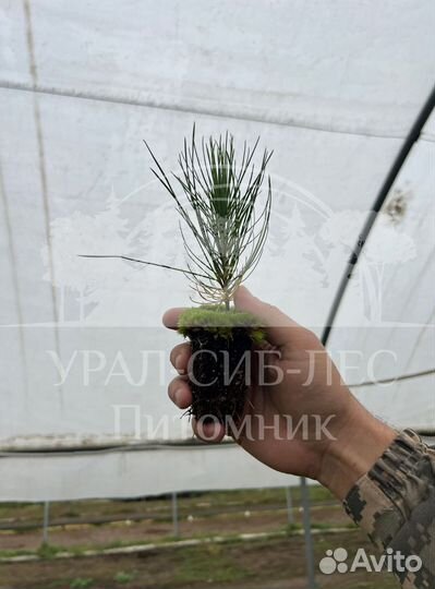 Предзаказ Горная сосна Мугус зкс сеянцы