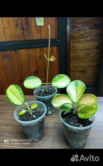 Хойя аустралис Лиза