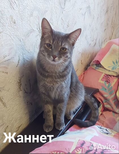 Кошечки в добрые руки