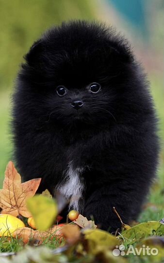 Померанский щпиц мини