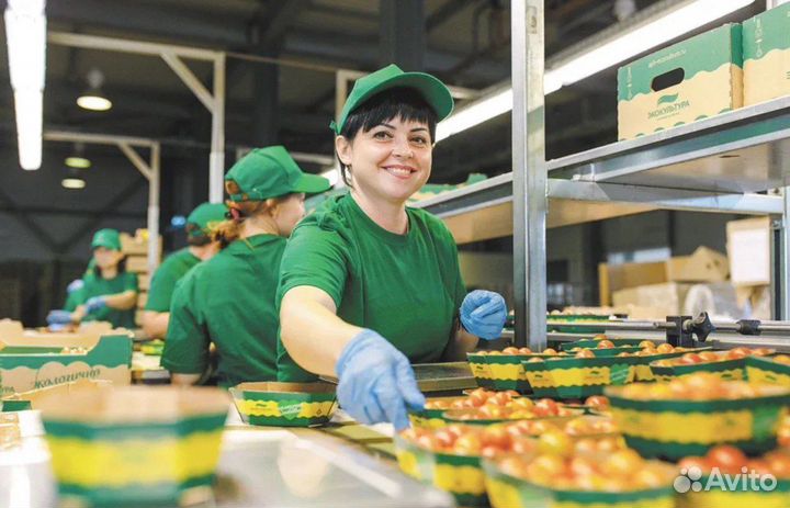 Вахта в Москве - Весовщик/ Упаковщик томатов