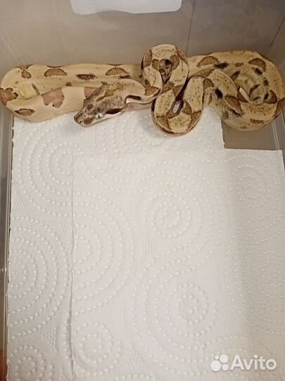 Императорский удав самец