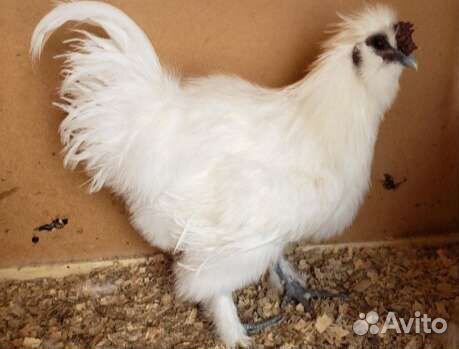 Породистые цыплята