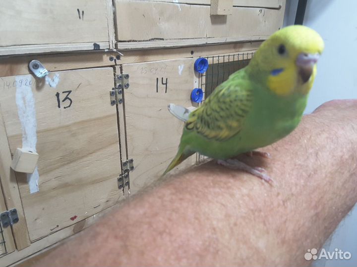 Волнистые попугаи