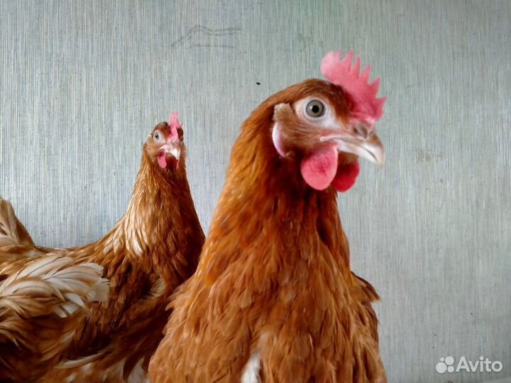 Натуральное домашнее мясо