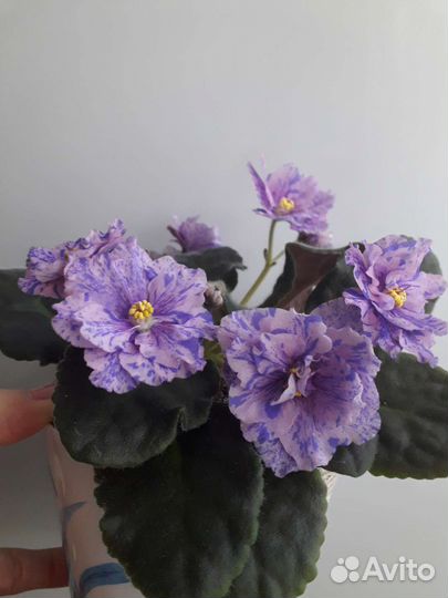 Фиалки сортовые