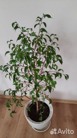 Фикус бенджамина