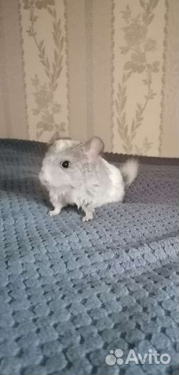 Шиншилла