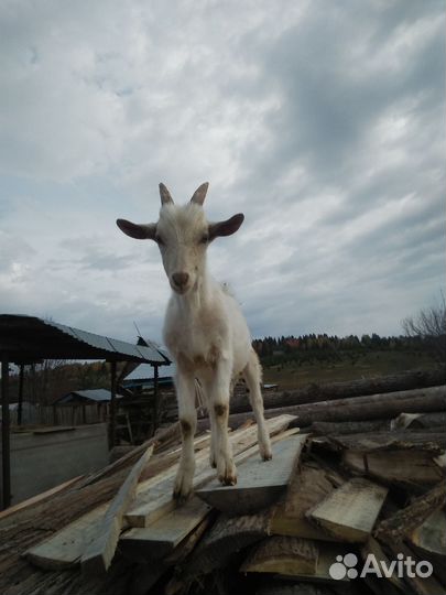 Коза дойная