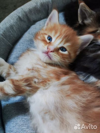 Котята мейн-кун полидакт