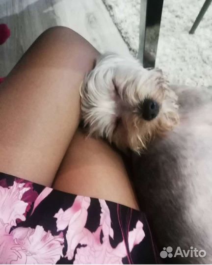 Передержка собак. Догситтер