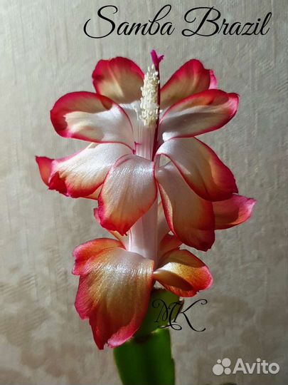 Шлюмбергера сортовая