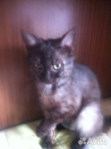 Дымчатая кошечка