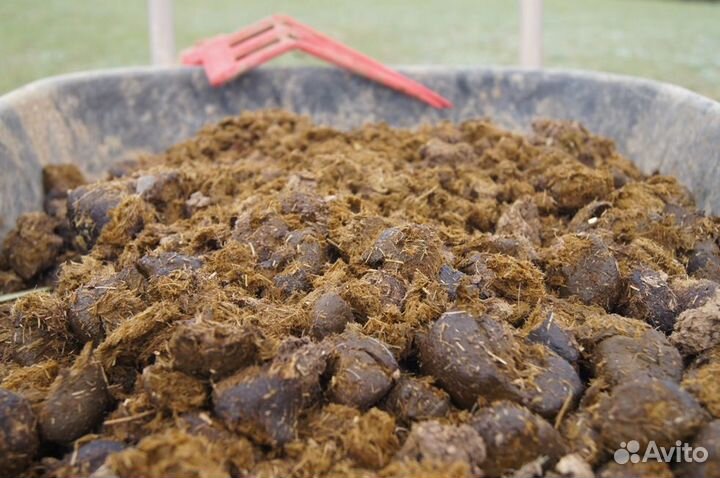 Продаю конский навоз