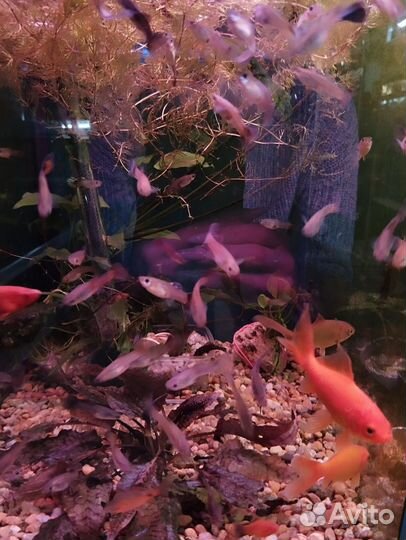 Аквариумные рыбки