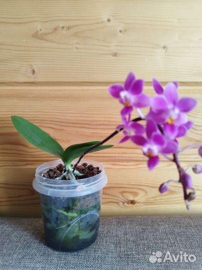 Орхидея фаленопсис