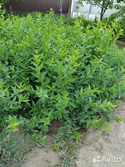 Саженцы бирючины