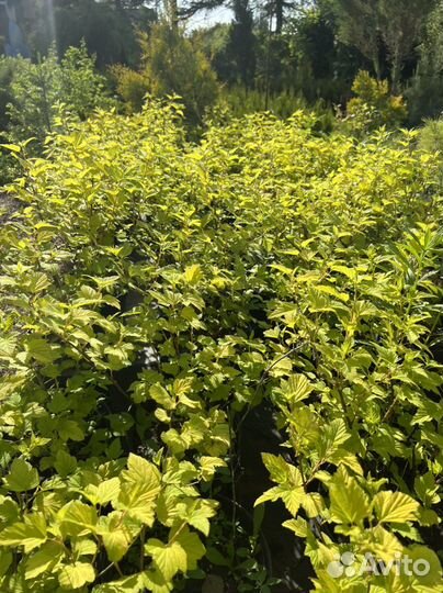 Пузыреплодник калинолистный