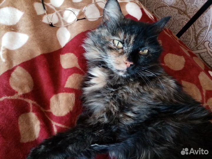 Сибирская кошка Дуся ищет любящих хозяев