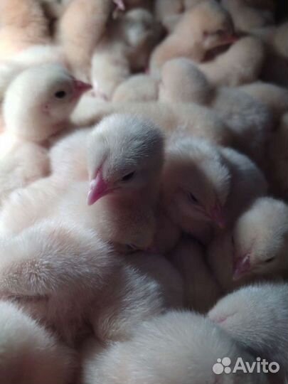 Бройлеры Кобб500/Рос308