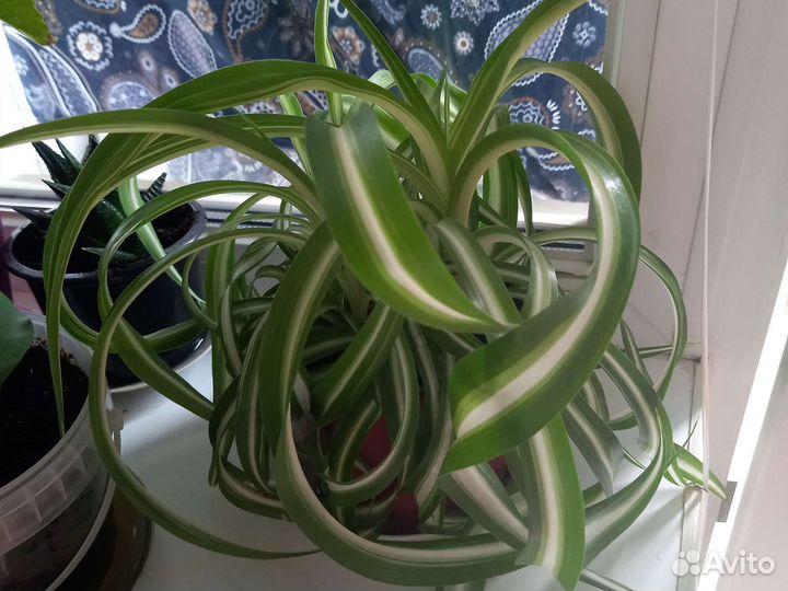 Хлорофитум