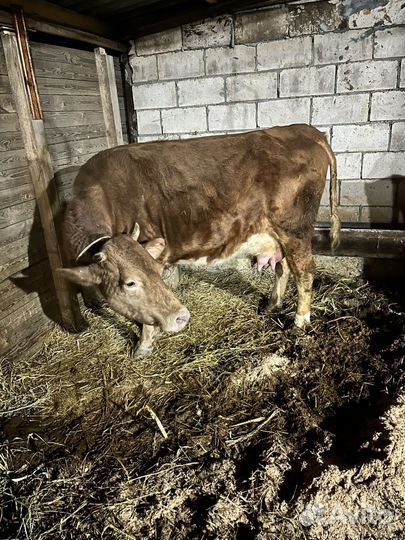 Коровы на мясо