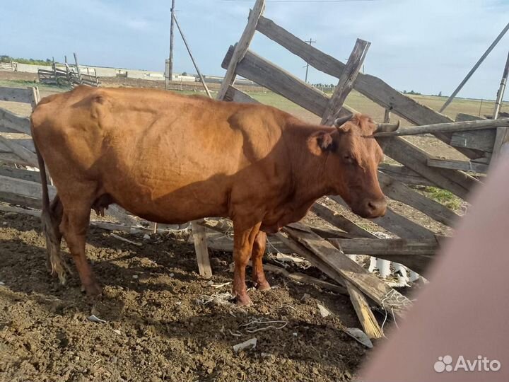 Коровы и бычки степные