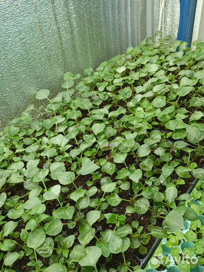 Рассада бальзамин махровый Афина микс