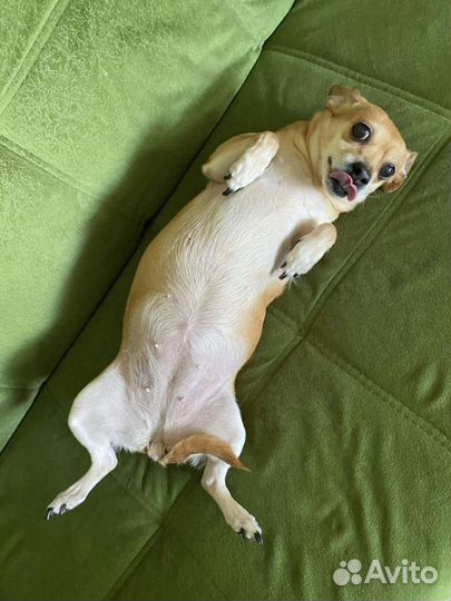 Собака в добрые руки