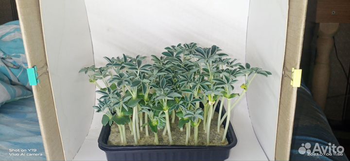 Микрозелень Люпин белый