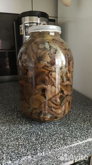 Соленые рыжики 2024 г