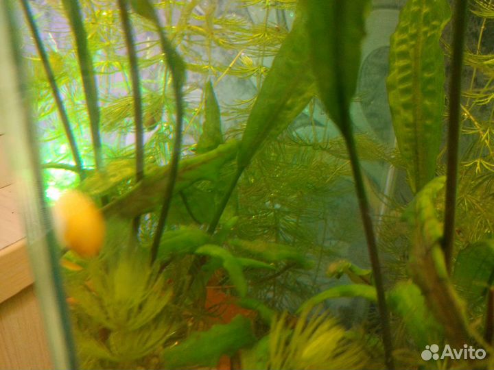 Улитки аквариумные ампулярии