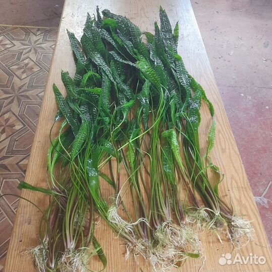 Растения,рыбы,аквариумы