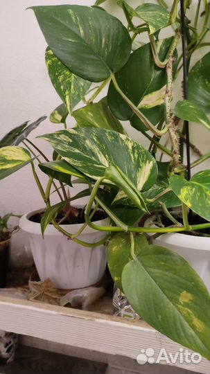 Сциндапсус, эпипремнум гигант