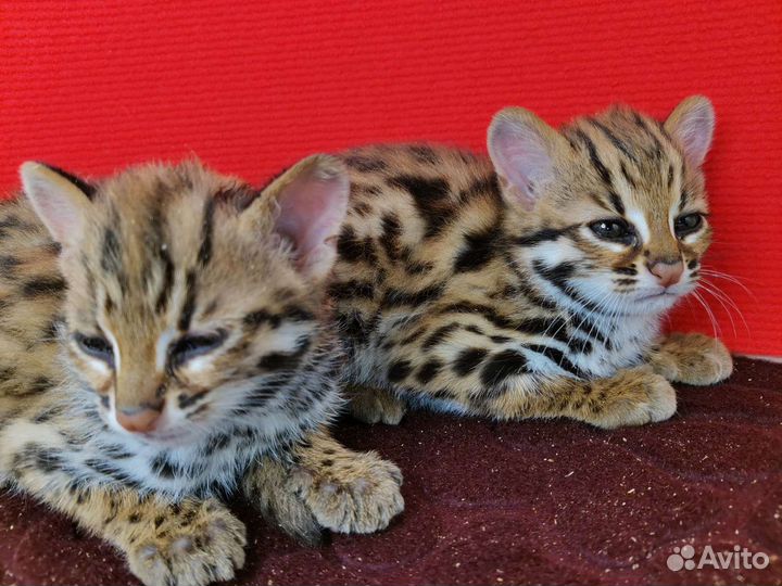 Азиатский леопардовый кот. Чистый