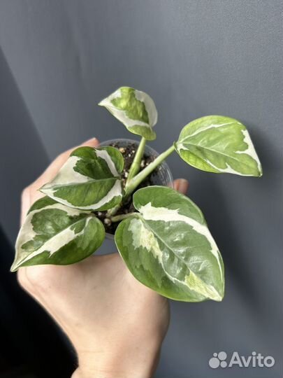 Эпипремнум энджой (N'joy)