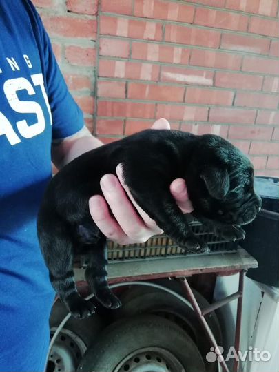 Щенки лабрадора