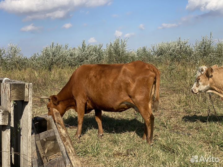 Коровы дойные молочные