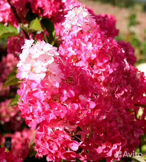 Питомник С реализует гортензию Фрейз Мельба