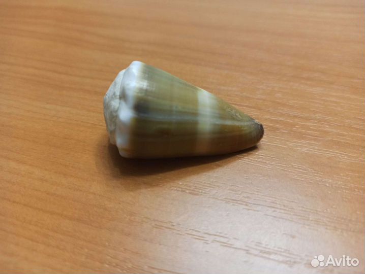 Морская раковина