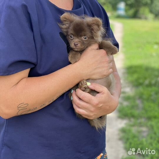 Померашки- малыши