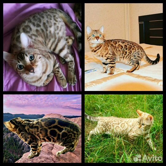 Бенгальские котята. Вязка с бенгальским котом