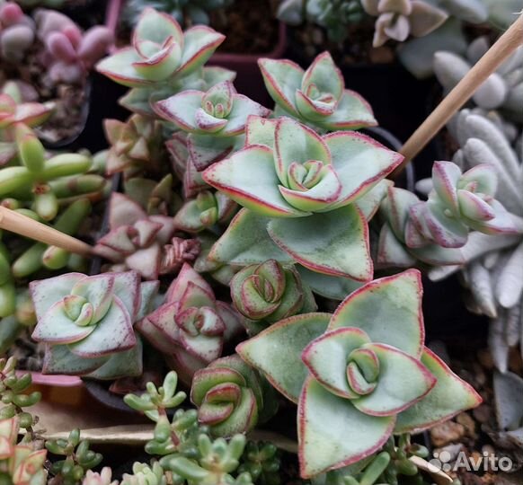 Суккуленты крассулы