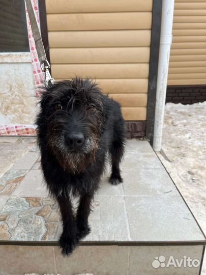 Домовенок ищет дом