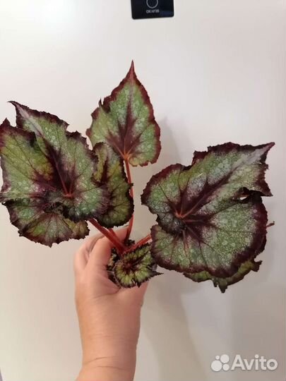 Бегония декоративно лиственная