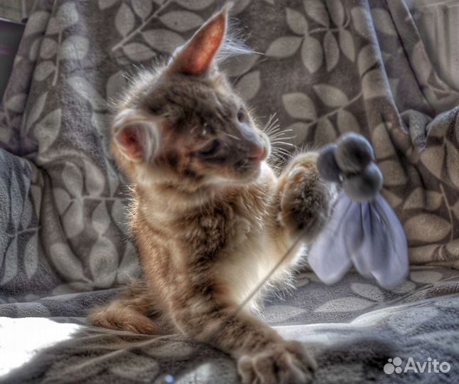 Котенок Мейн кун