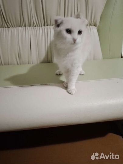 Молодая кошечка